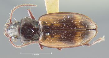 Media type: image;   Entomology 16293 Aspect: habitus dorsal view